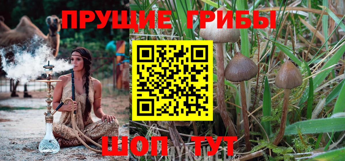 Галлюциногенные грибы Cubensis  Владимир 